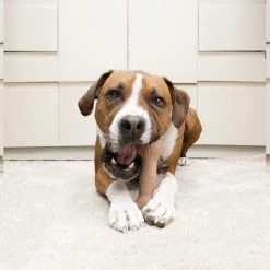 KONG ChewStix Bone Dog Toy 8 KONG ChewStix Bone Dog Toy -KONG Toys Shop 209784 PT2. SY630 V1575300220