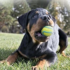KONG Wavz Ball Dog Toy, Color Varies -KONG Toys Shop 219733 pt2. SY630 V1581950879
