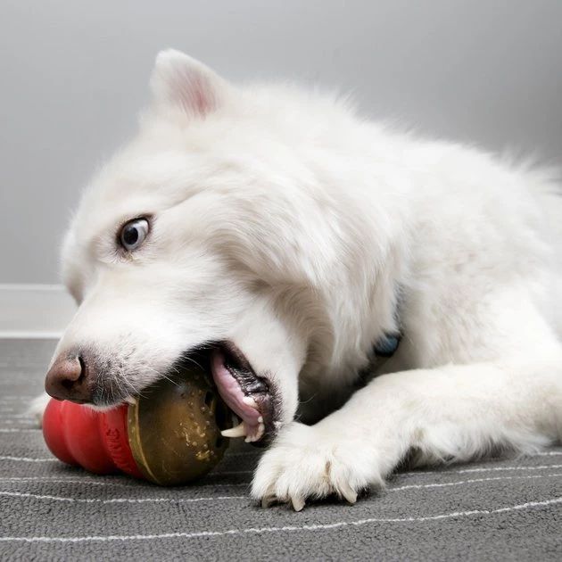 KONG Marathon Peanut Butter Recipe Grain-Free Dog Chew Large Treats 5 KONG Marathon Peanut Butter Recipe Grain-Free Dog Chew Large Treats - Image 3