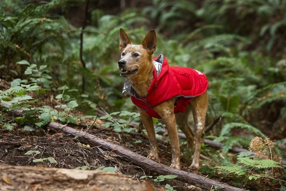 KONG Extreme Thermal Insulated Dog Parka, Red 6 KONG Extreme Thermal Insulated Dog Parka, Red - Image 5