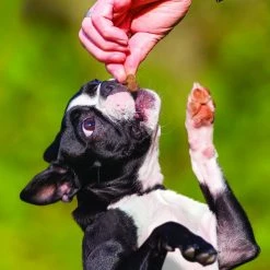 KONG Bites Mini Grain-Free Salmon Dog Treats, 5-oz bag -KONG Toys Shop 295104 PT2. SY630 V1623129775