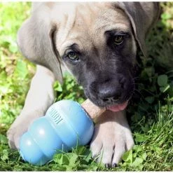 KONG Puppy Activity Ball Dog Toy, Color Varies, Small + KONG Stuff'N Puppy Ziggies Dog Treats, Small, 12 count -KONG Toys Shop 298188 PT8. SY630 V1621303337