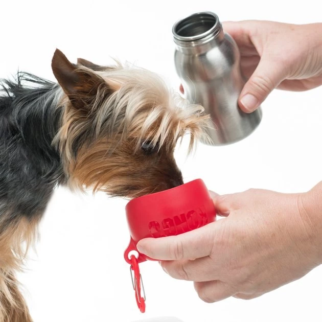 KONG H2O Dog Stainless Steel Bottle 5 KONG H2O Dog Stainless Steel Bottle - Image 3