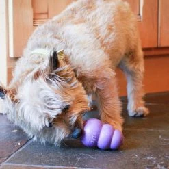 KONG Senior Dog Toy -KONG Toys Shop 53363 PT5. SY630 V1603161089