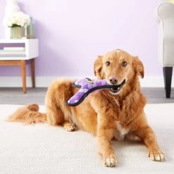 KONG Ballistic Boomerang Dog Toy, Color Varies -KONG Toys Shop 53480 PT5. SY630 V1603162900