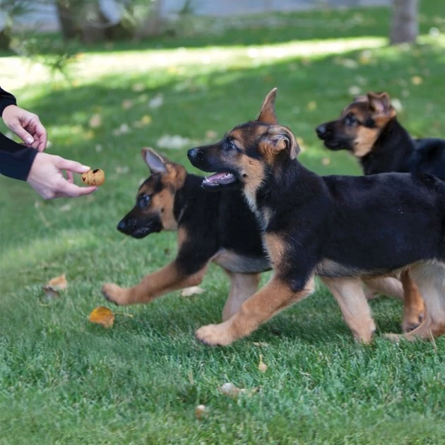 KONG Kitchen Auntie's Favorite Grain-free Chicken Crunchy Biscuit Dog Treats, 8-oz box 4 KONG Kitchen Auntie's Favorite Grain-free Chicken Crunchy Biscuit Dog Treats, 8-oz box - Image 2