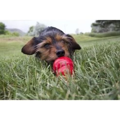 KONG Stuff'N Easy Treat Liver Recipe 11 KONG Stuff'N Easy Treat Liver Recipe -KONG Toys Shop 53865 PT3. SY630 V1605348406