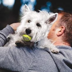 KONG Squeakair Balls Packs Dog Toy -KONG Toys Shop 59142 PT4. SY630 V1603155087