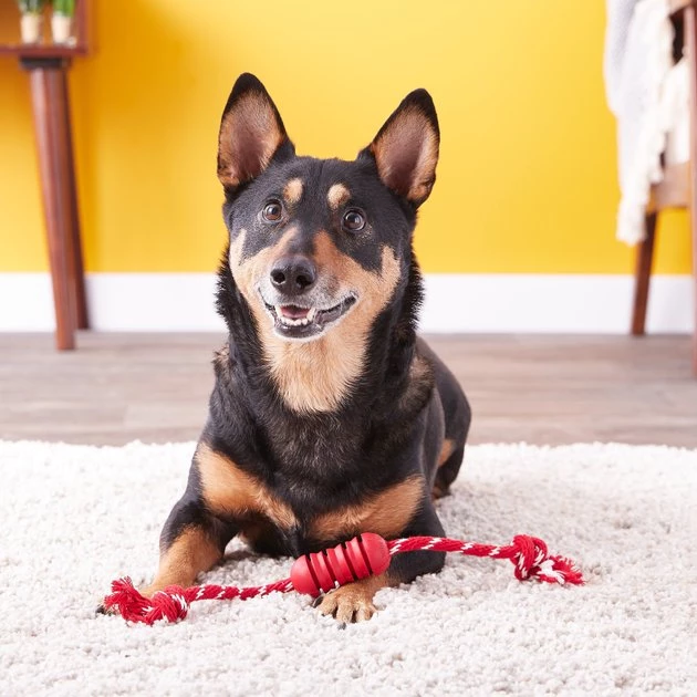 KONG Dental with Rope Dog Toy 6 KONG Dental with Rope Dog Toy - Image 4