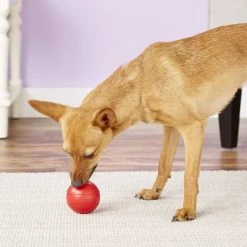 KONG Ball Dog Toy -KONG Toys Shop 59154 PT5. SY630 V1603145188