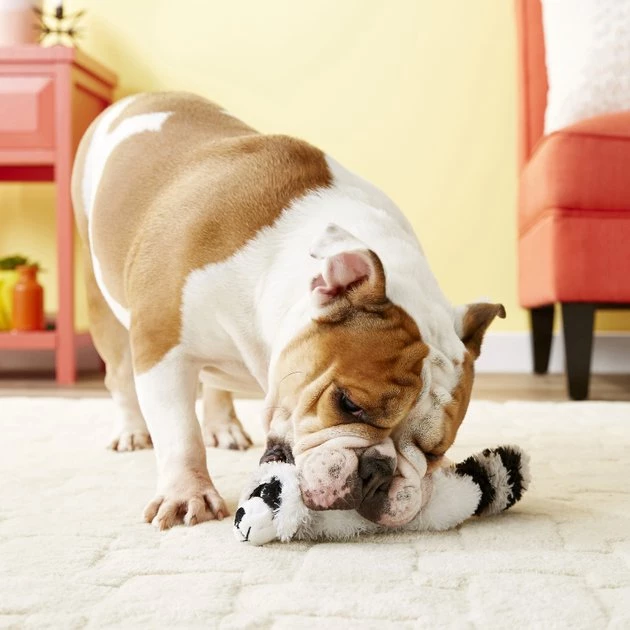 KONG Scrunch Knots Raccoon Dog Toy 8 KONG Scrunch Knots Raccoon Dog Toy - Image 6