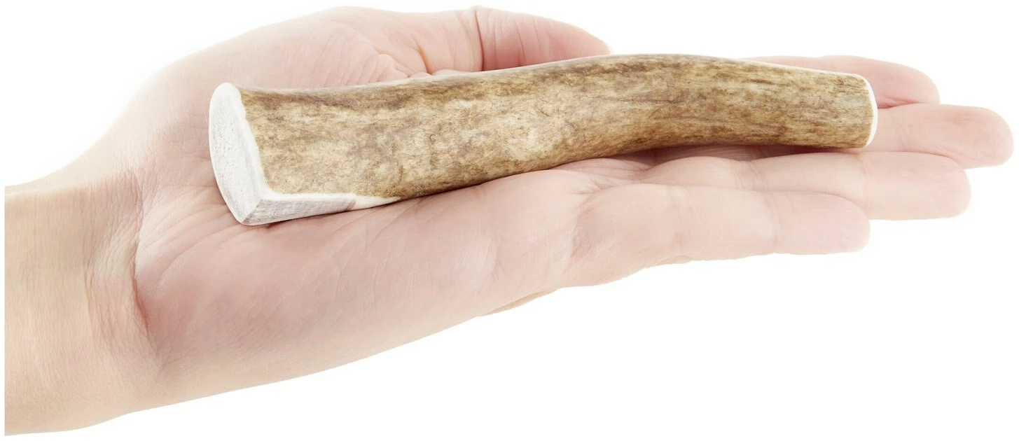 KONG Wild Whole Elk Antler Dog Chew 6 KONG Wild Whole Elk Antler Dog Chew - Image 4