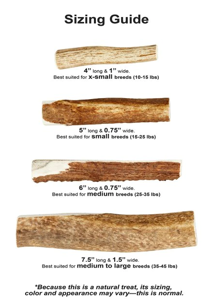 KONG Wild Split Elk Antler Dog Chew 8 KONG Wild Split Elk Antler Dog Chew - Image 6