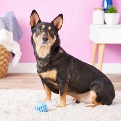 KONG Puppy Activity Ball Dog Toy, Color Varies -KONG Toys Shop 91191 PT4. SY630 V1603145499