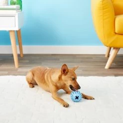 KONG Puppy Activity Ball Dog Toy, Color Varies -KONG Toys Shop 91191 PT5. SY630 V1603156594