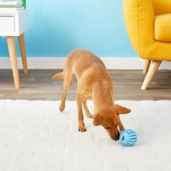 KONG Puppy Activity Ball Dog Toy, Color Varies -KONG Toys Shop 91191 PT6. SY630 V1603153584